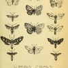 hesperia hyrax plate